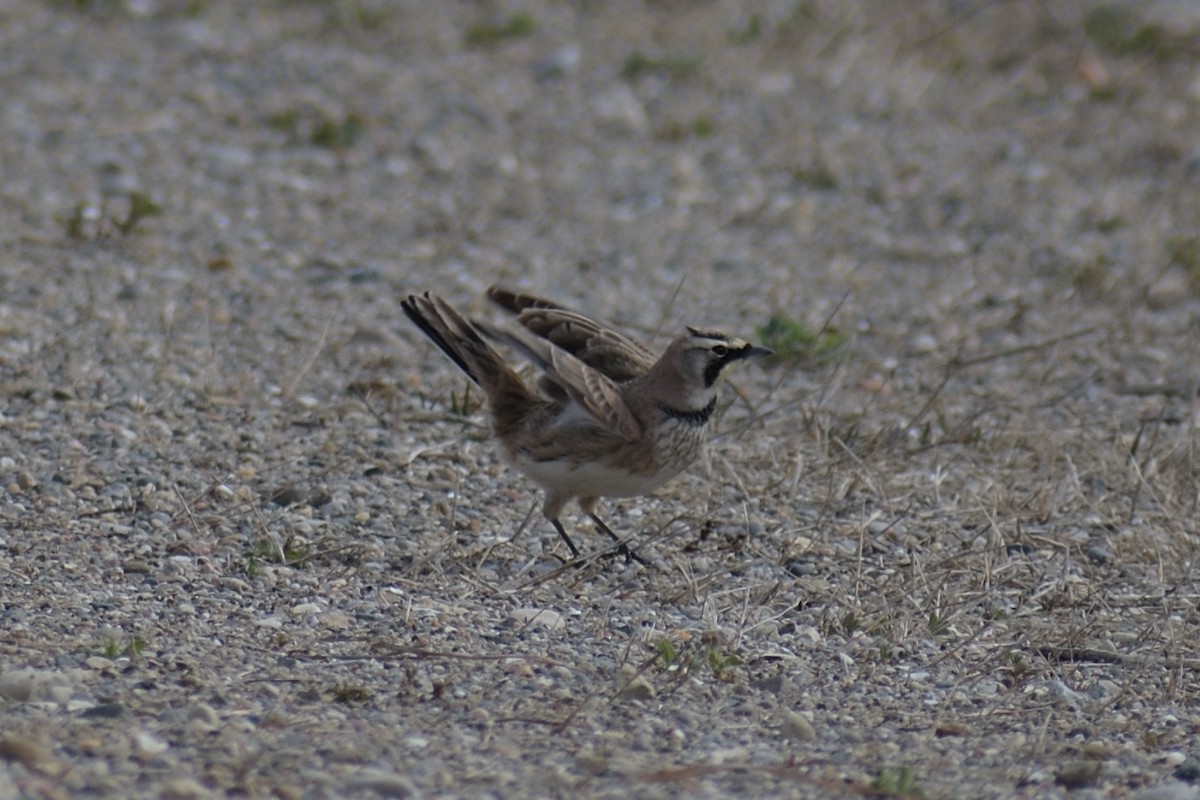 Horned Lark - ML616170239