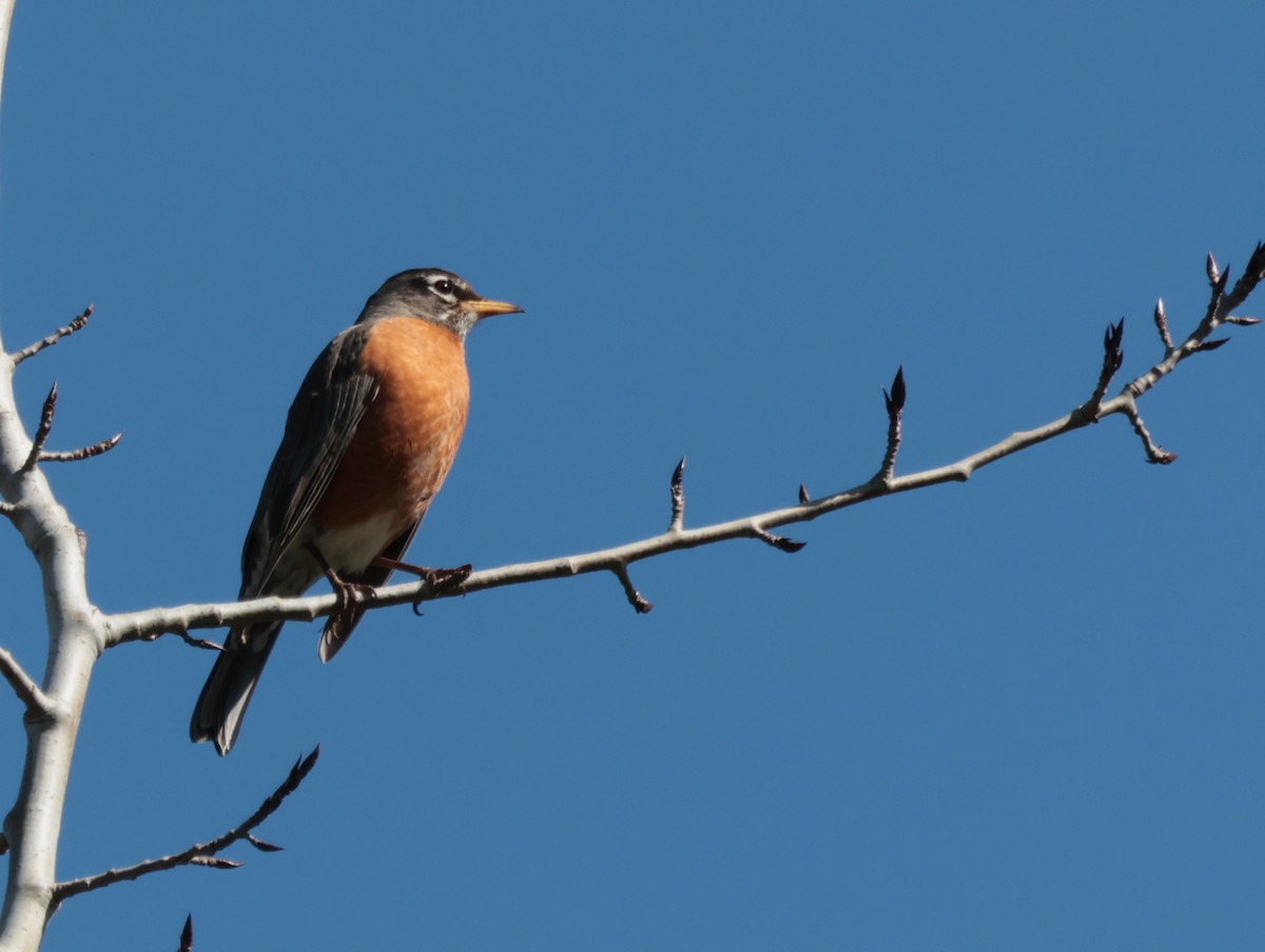 American Robin - ML616170247