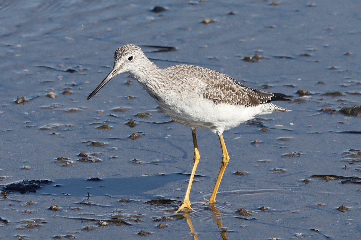 Greater Yellowlegs - ML616170301