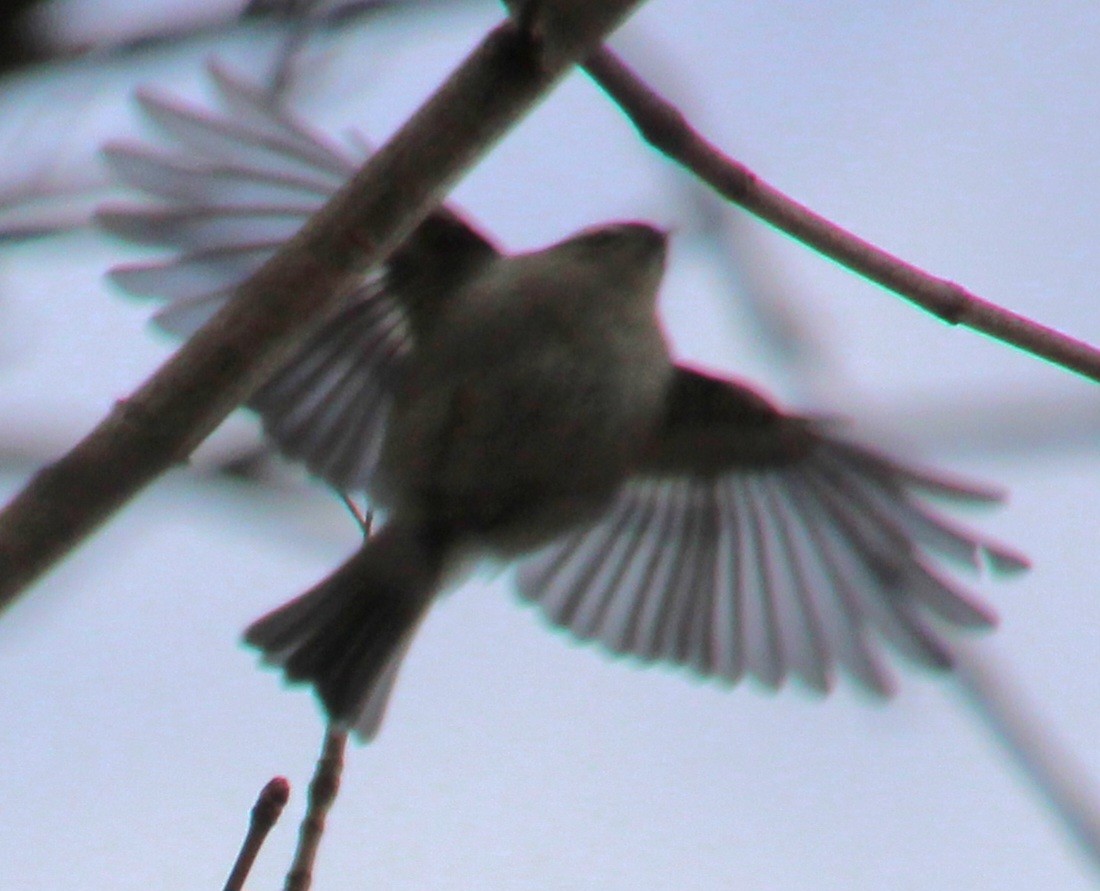 Golden-crowned Kinglet - ML616170320