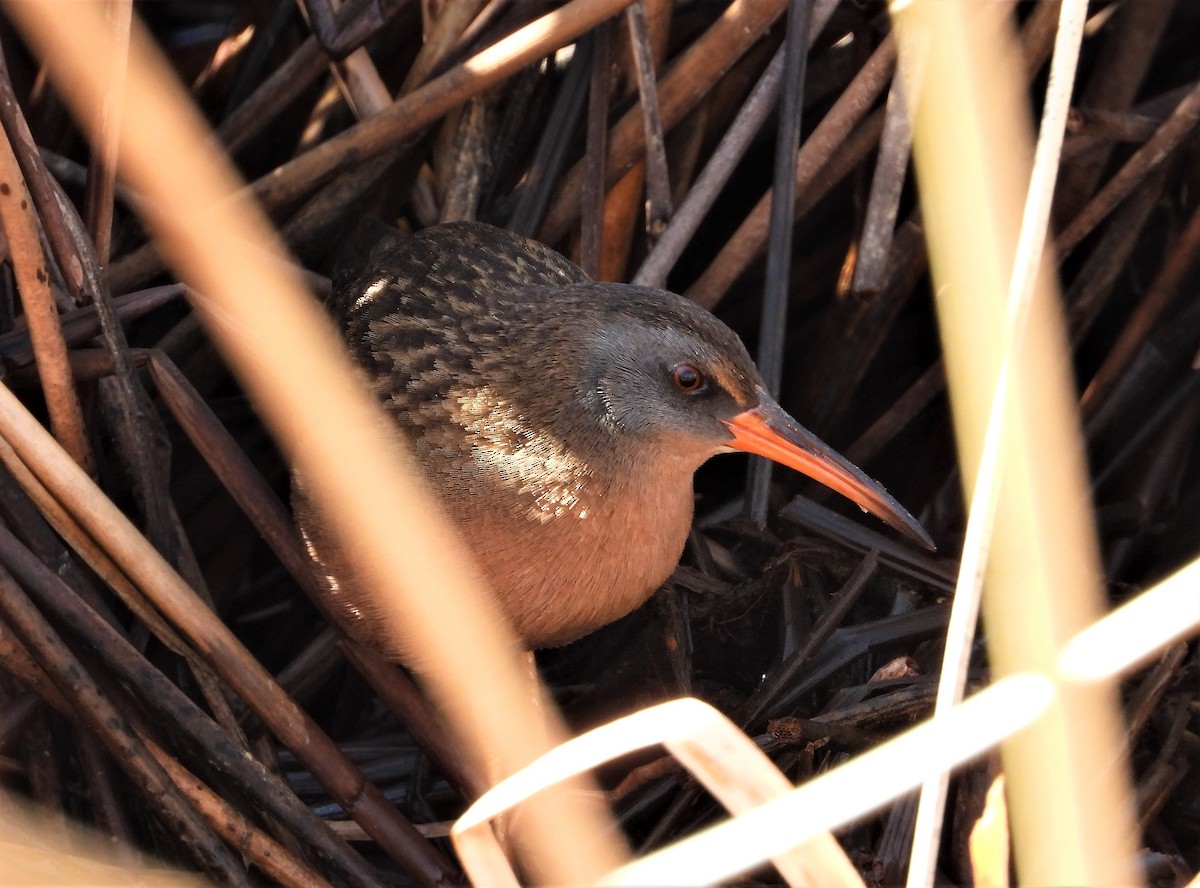 Virginia Rail - ML616170324