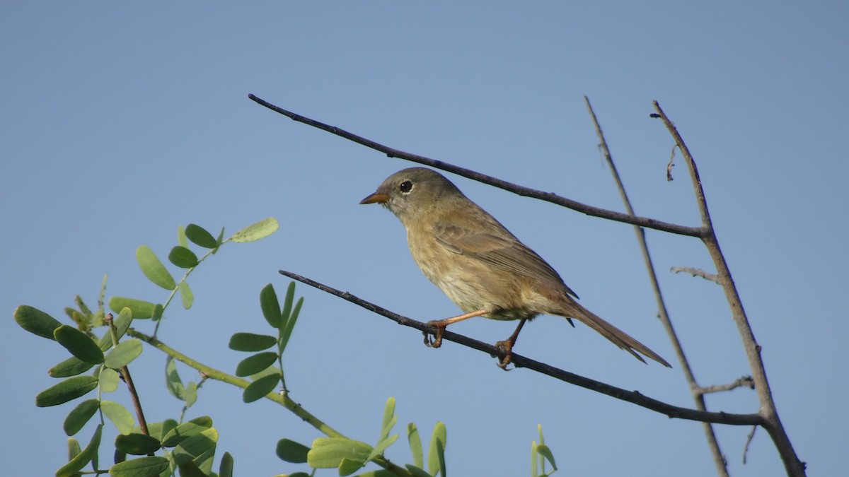 Slender-billed Finch - ML616170335