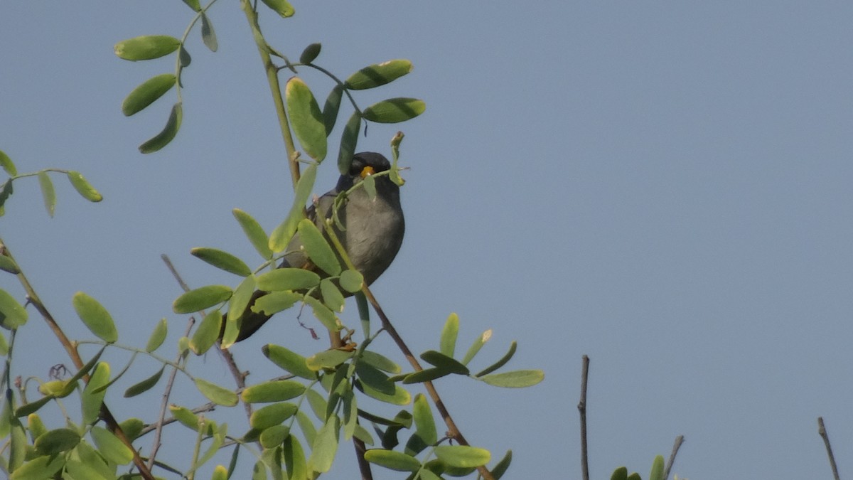 Slender-billed Finch - ML616170336