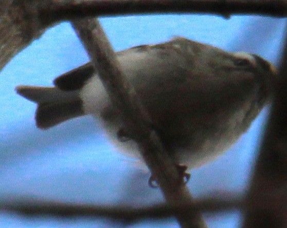 Golden-crowned Kinglet - ML616170360