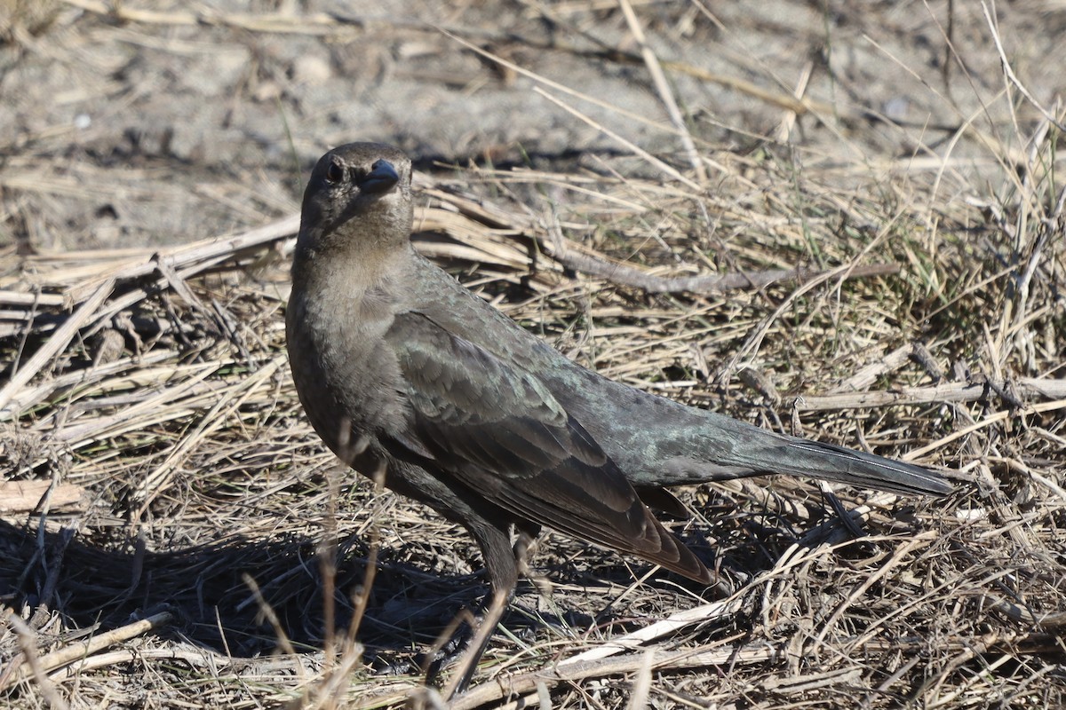 Brewer's Blackbird - ML616170365