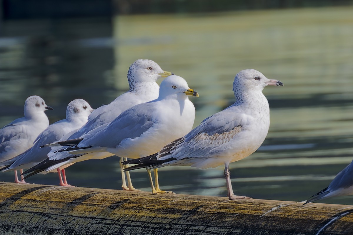 Ring-billed Gull - ML616170376