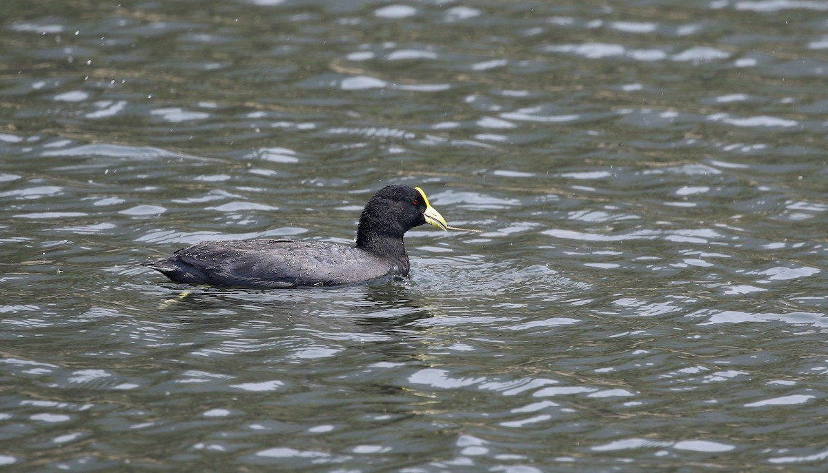 White-winged Coot - ML616170386