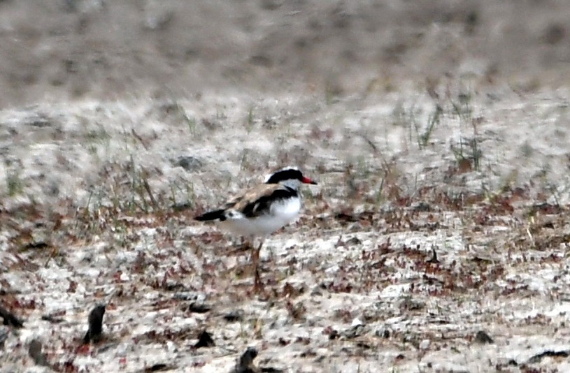 Txirritxo kopetabeltza - ML616170389