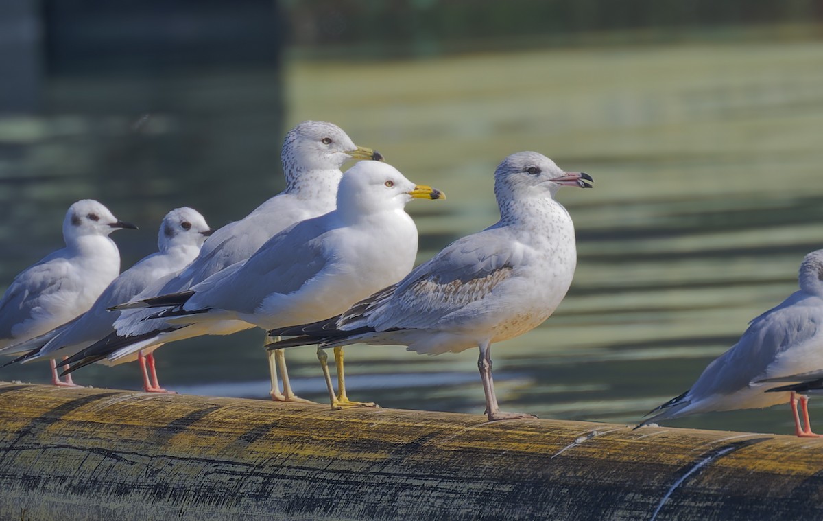 Herring Gull - ML616170399