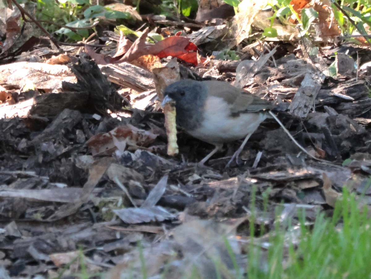 Junco Ojioscuro - ML616170410