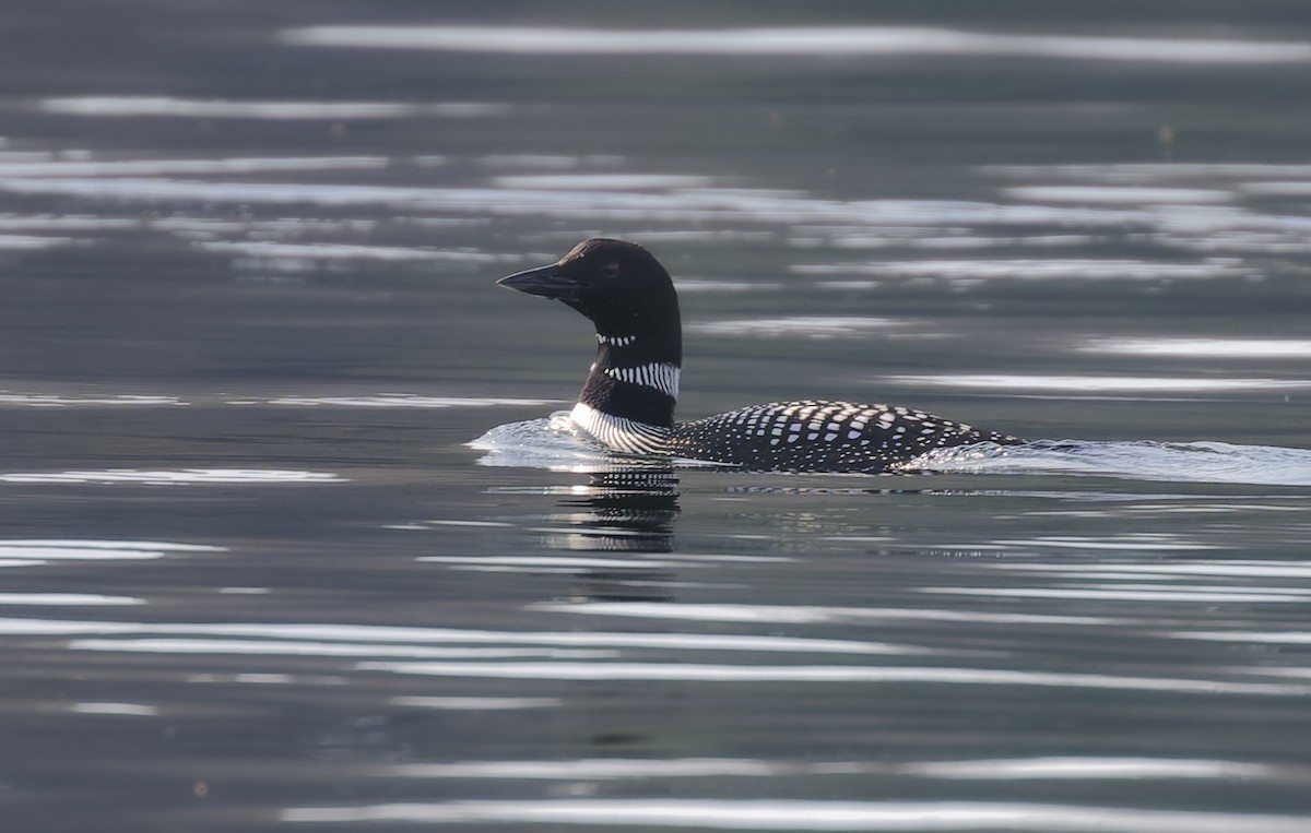 Common Loon - ML616170420