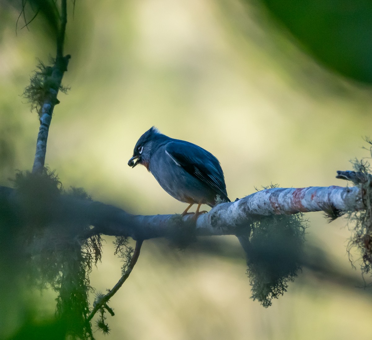 Rufous-throated Solitaire - Michele Louden