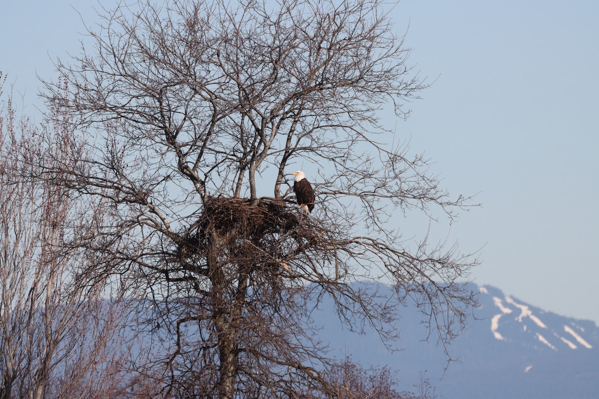 Weißkopf-Seeadler - ML616170434