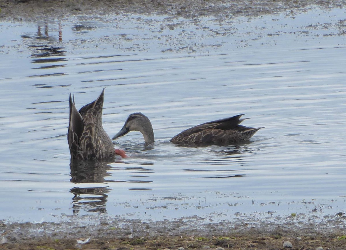 Mallard x Pacific Black Duck (hybrid) - ML616170439