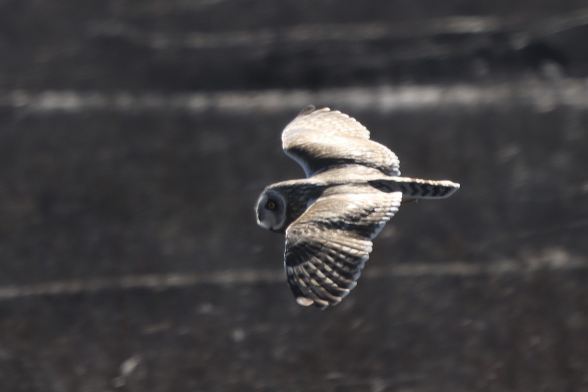 Short-eared Owl - ML616170470