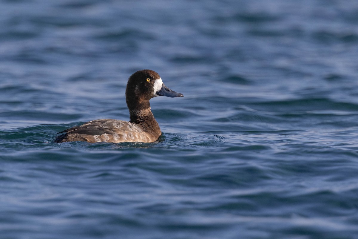 Greater Scaup - ML616170472