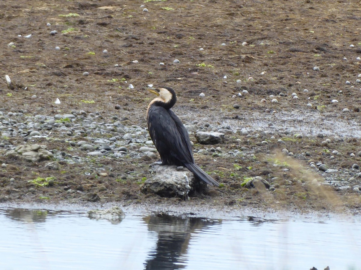 Little Pied Cormorant - ML616170474