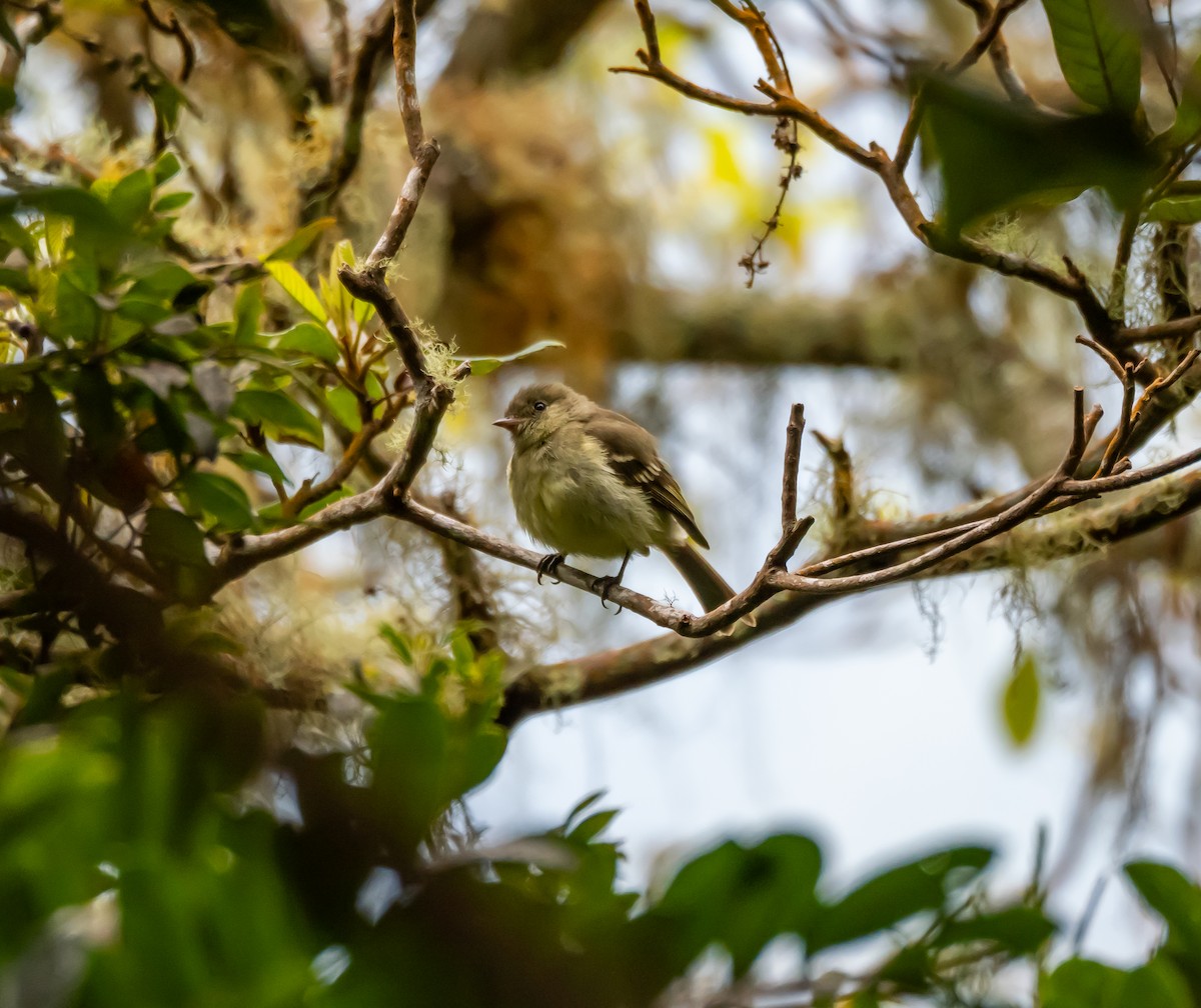 Greater Antillean Elaenia - Michele Louden