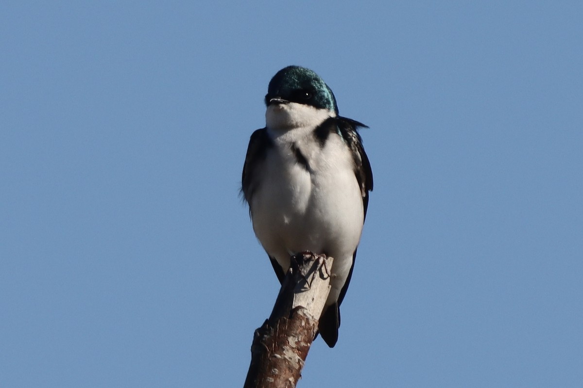 Golondrina Bicolor - ML616170497