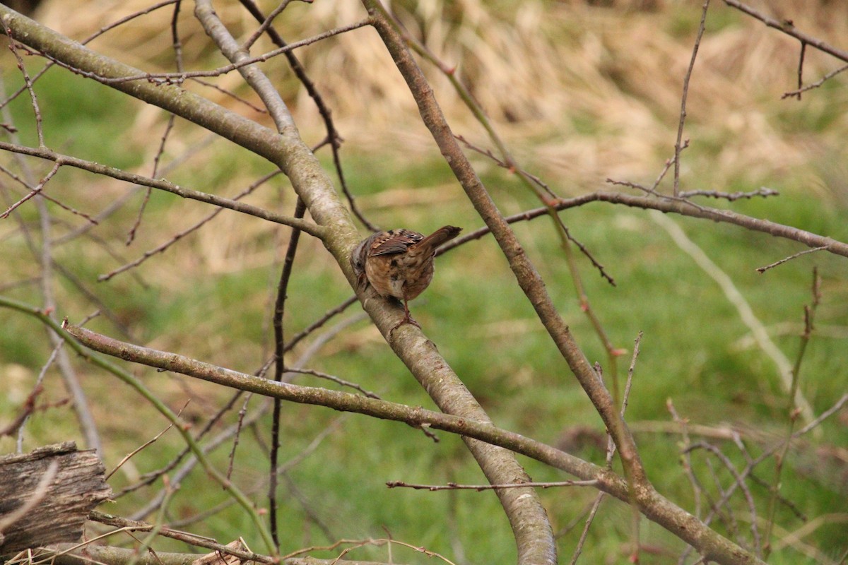 Swamp Sparrow - ML616170498