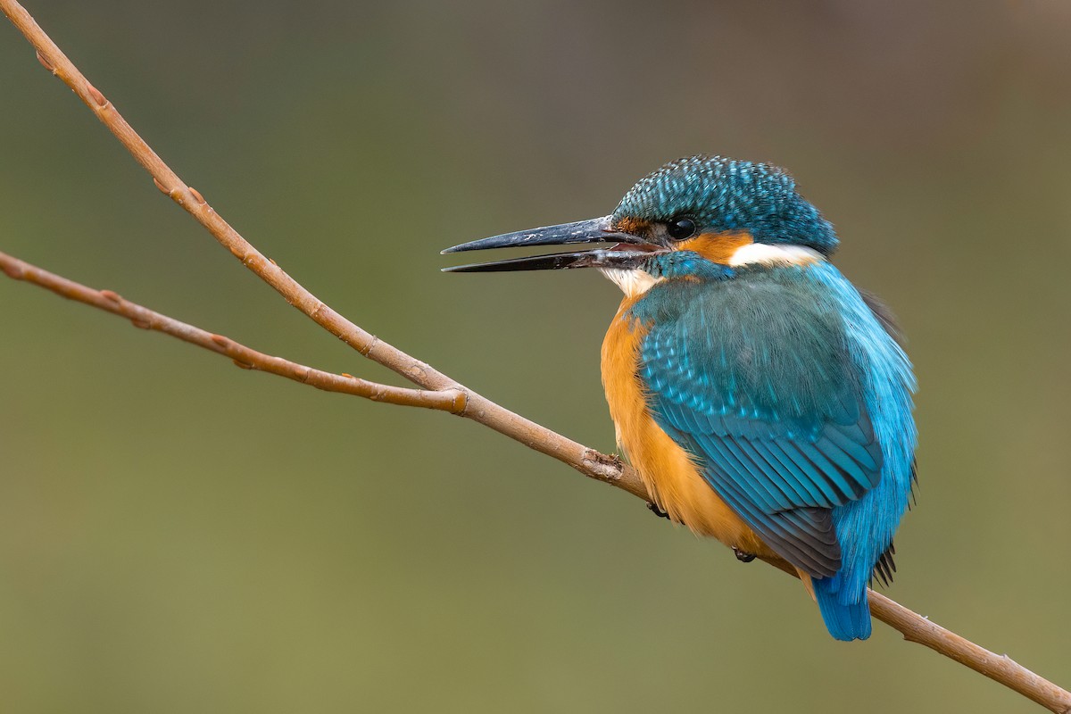 Common Kingfisher - ML616170501