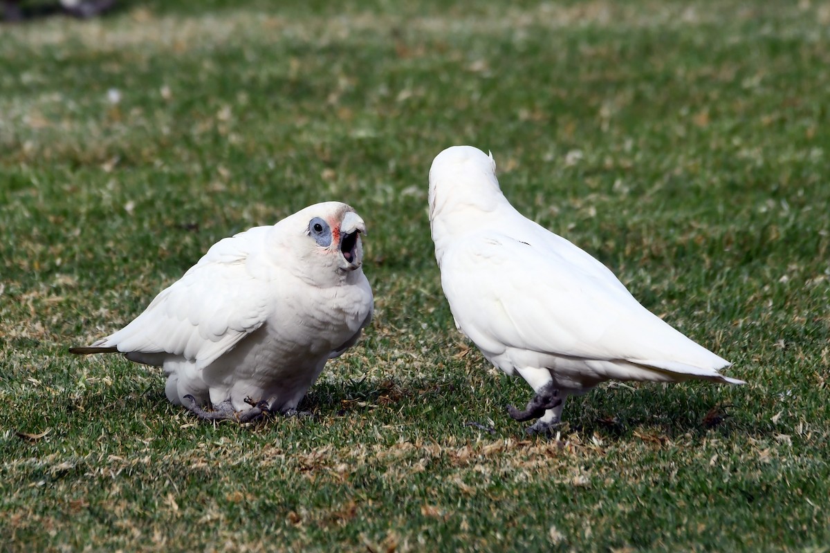 Little Corella - Isabel Apkarian