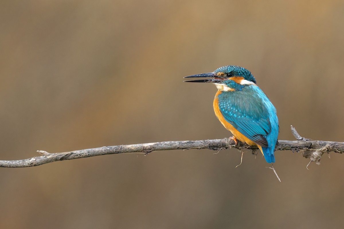 Common Kingfisher - ML616170504