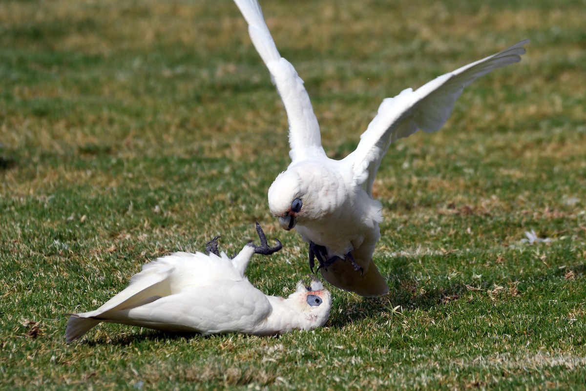 Little Corella - Isabel Apkarian