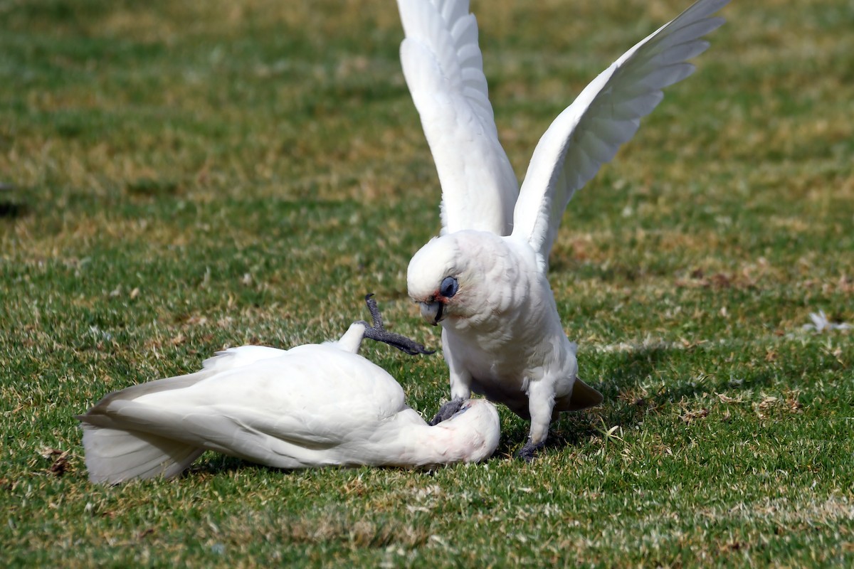 Little Corella - Isabel Apkarian