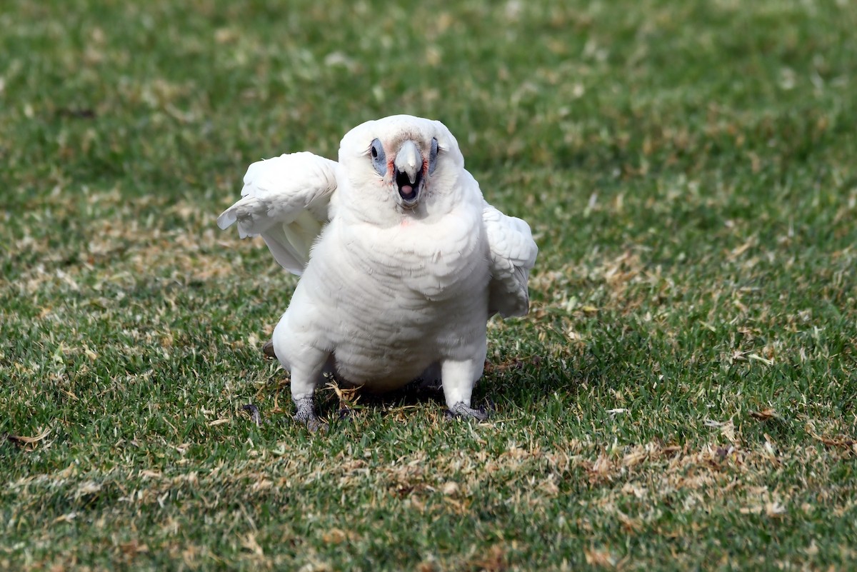 Little Corella - Isabel Apkarian