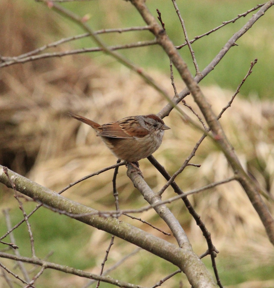 Swamp Sparrow - ML616170510