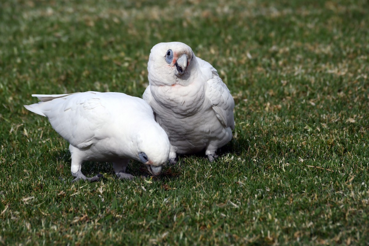 Little Corella - Isabel Apkarian