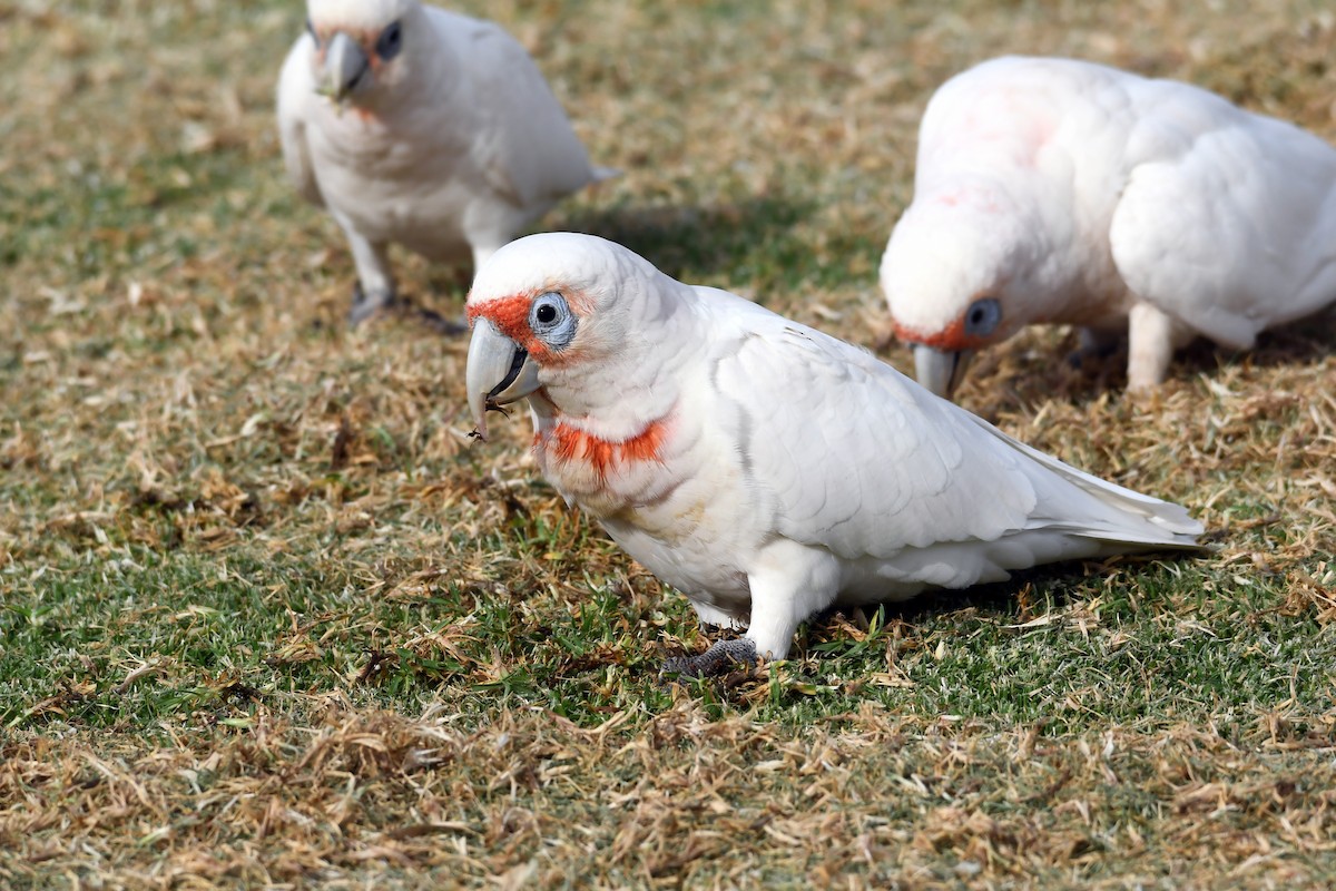 Long-billed Corella - Isabel Apkarian