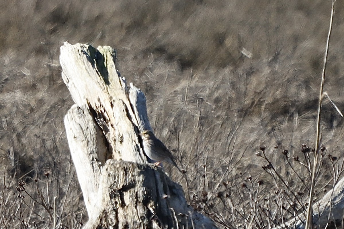 Savannah Sparrow - ML616170541