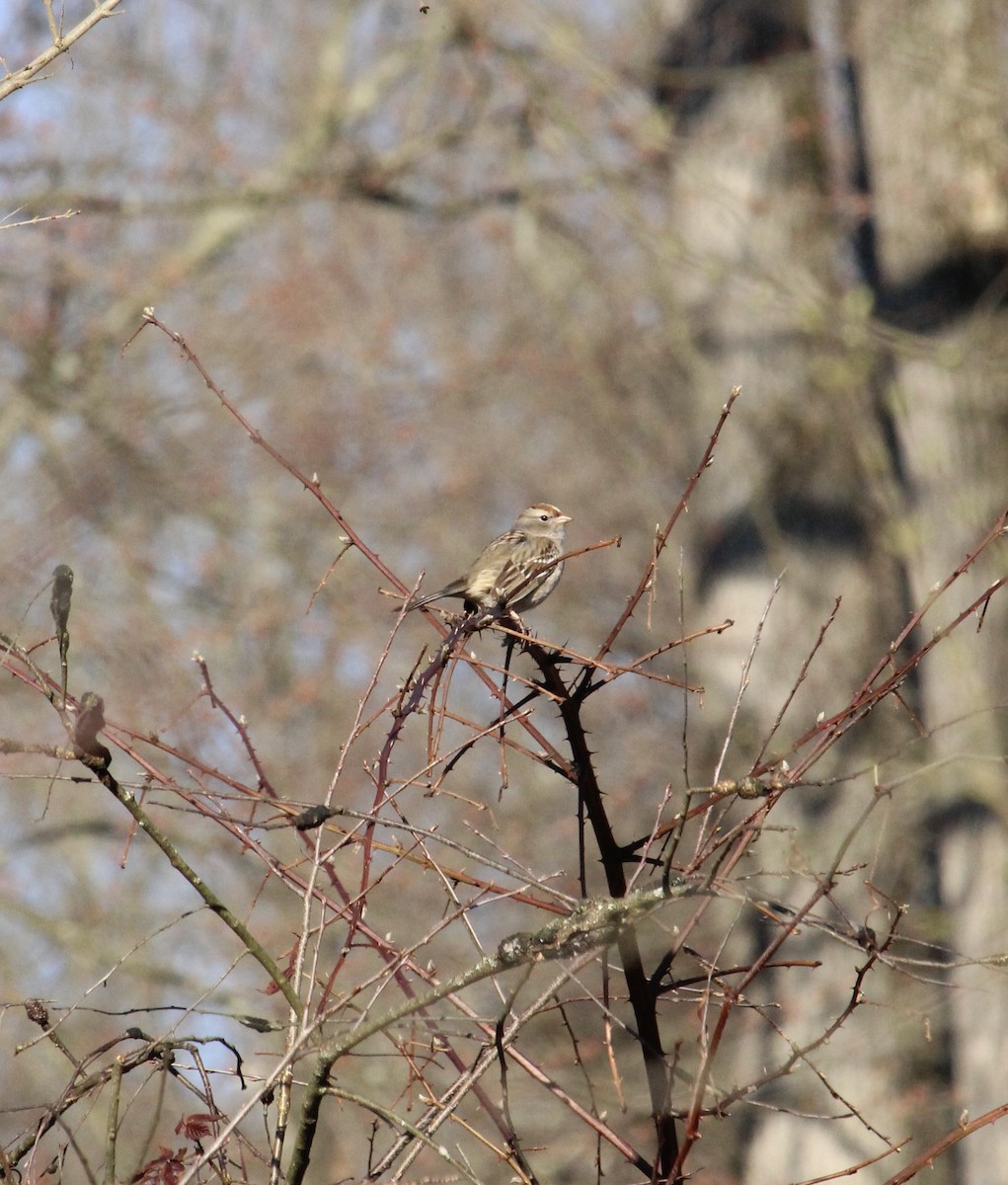 White-crowned Sparrow - ML616170563