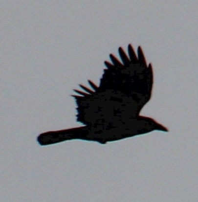 American Crow - ML616170581