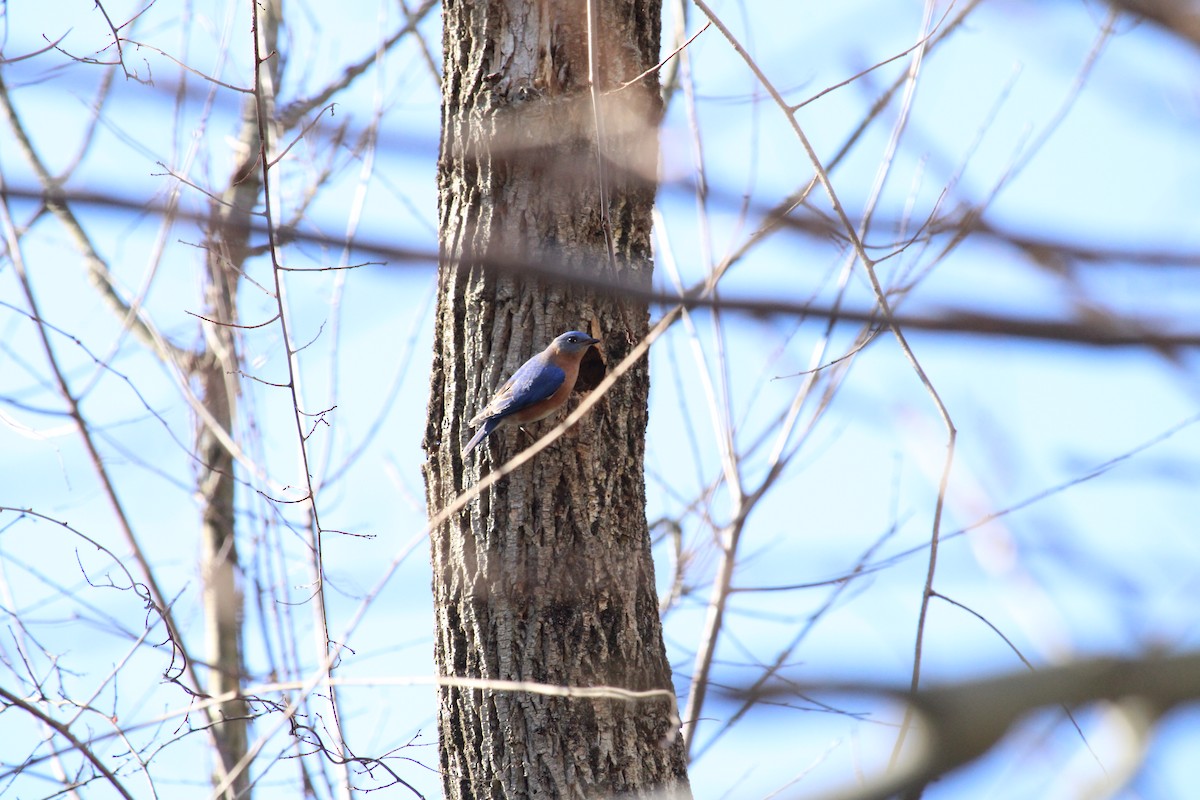 Eastern Bluebird - ML616170589