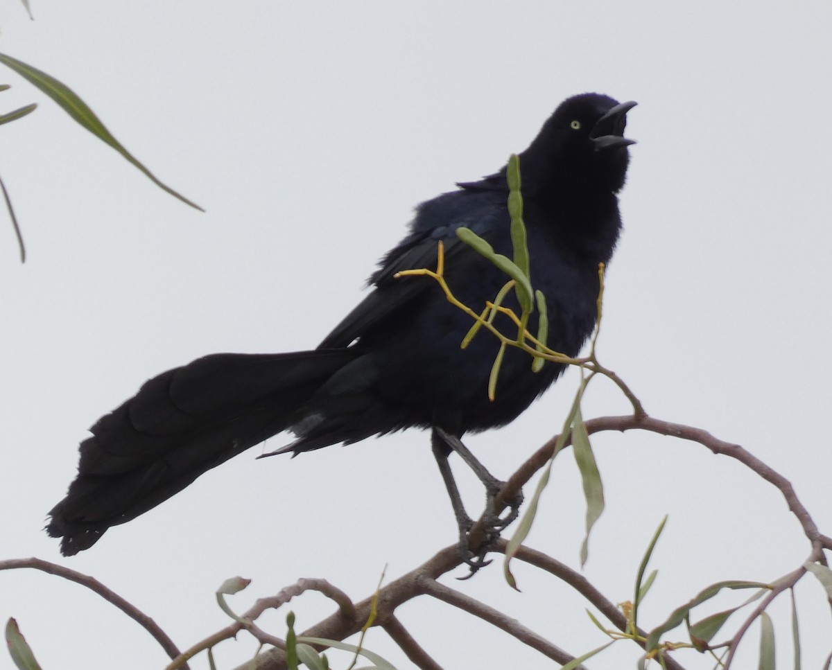 Great-tailed Grackle - ML616170596