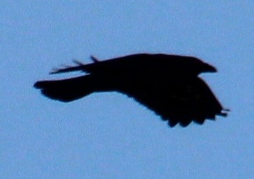 American Crow - ML616170609