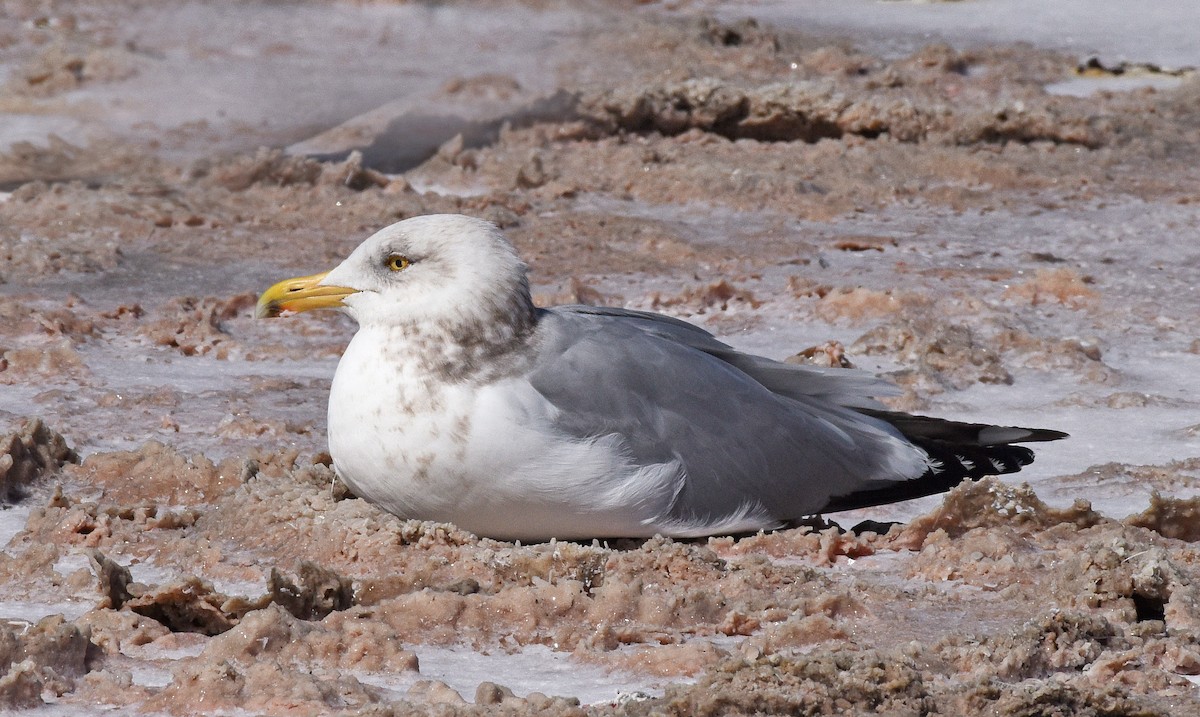 Herring Gull - Steven Mlodinow