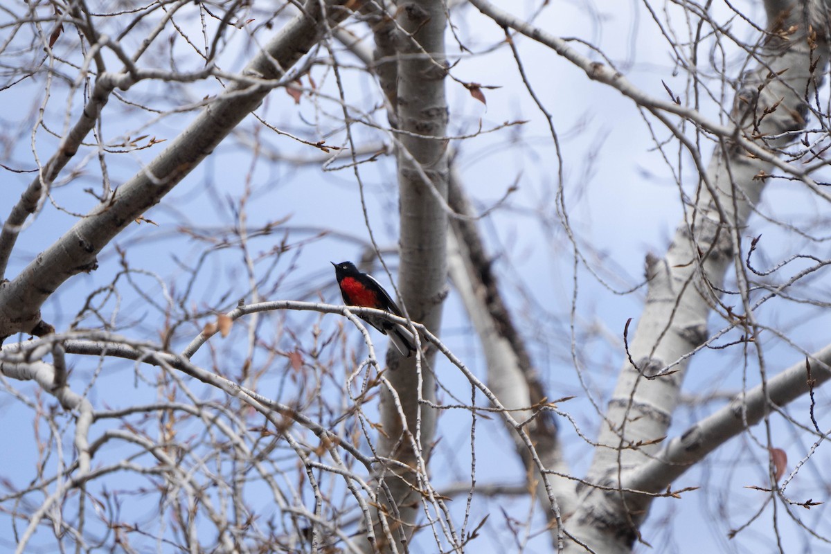 Painted Redstart - Jonah Snead