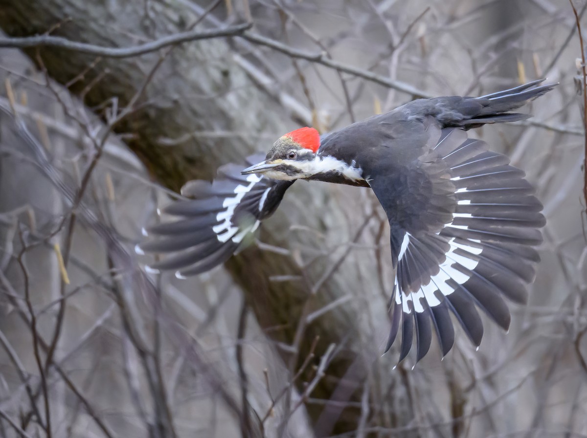 Pileated Woodpecker - ML616170701