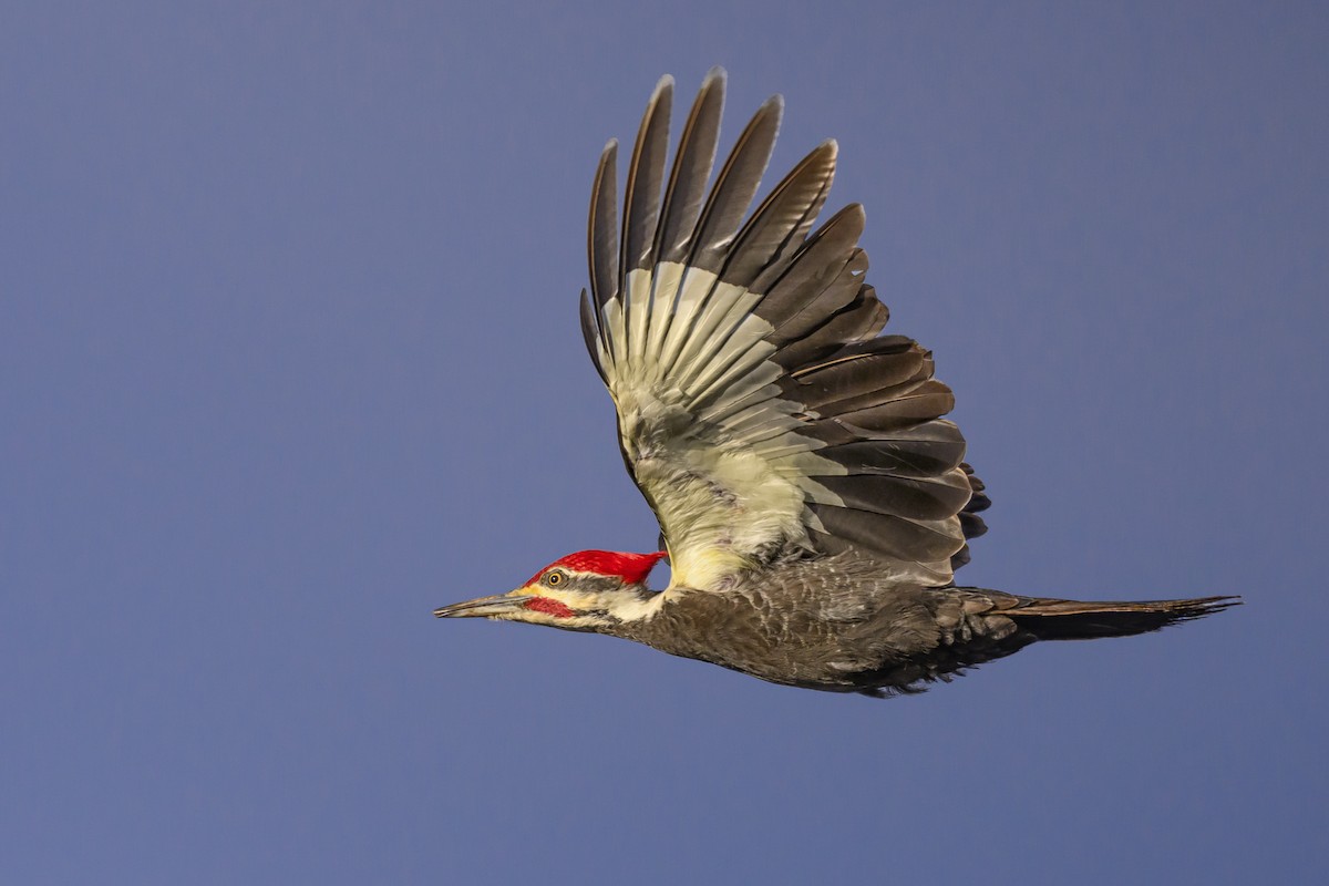 Pileated Woodpecker - ML616170702