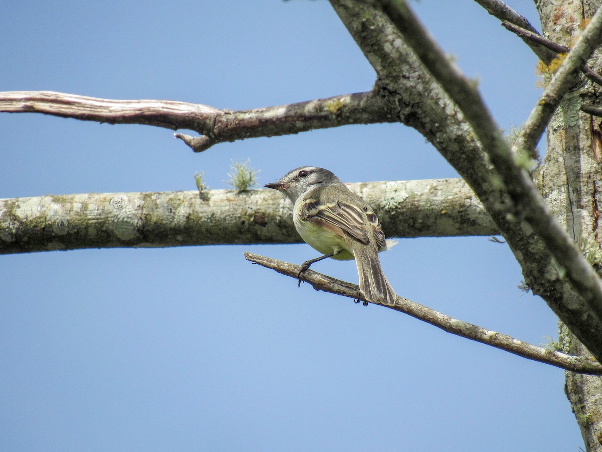White-crested Tyrannulet - ML616170747