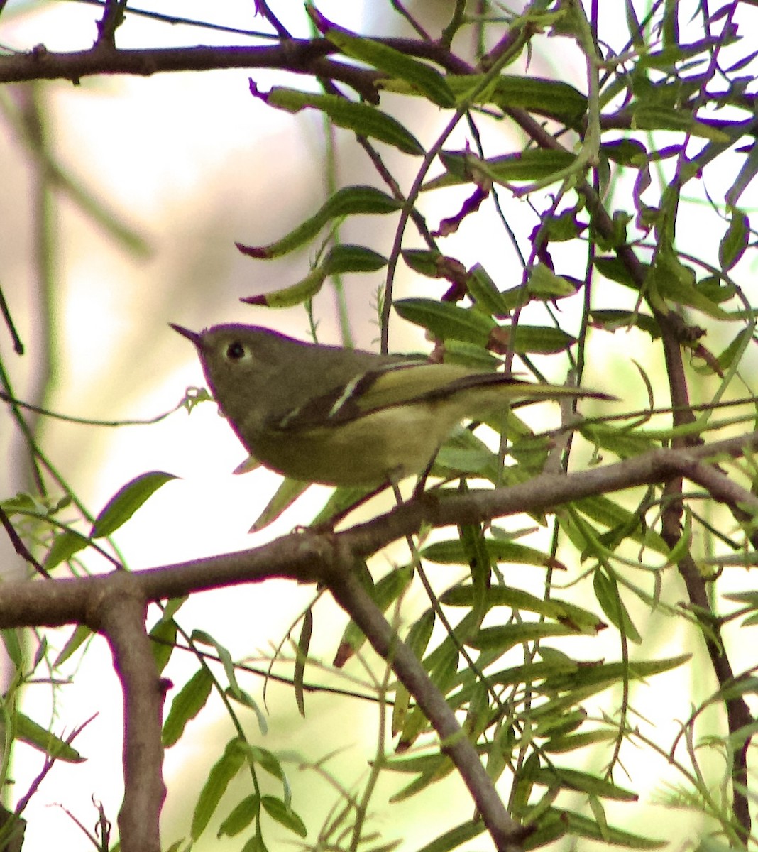 Ruby-crowned Kinglet - Caitlin Eldridge