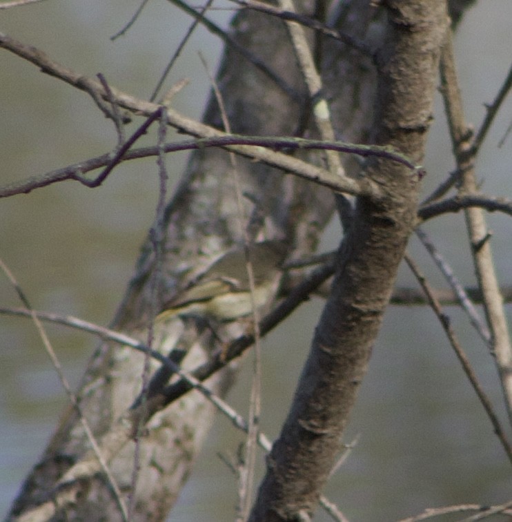 Ruby-crowned Kinglet - Caitlin Eldridge