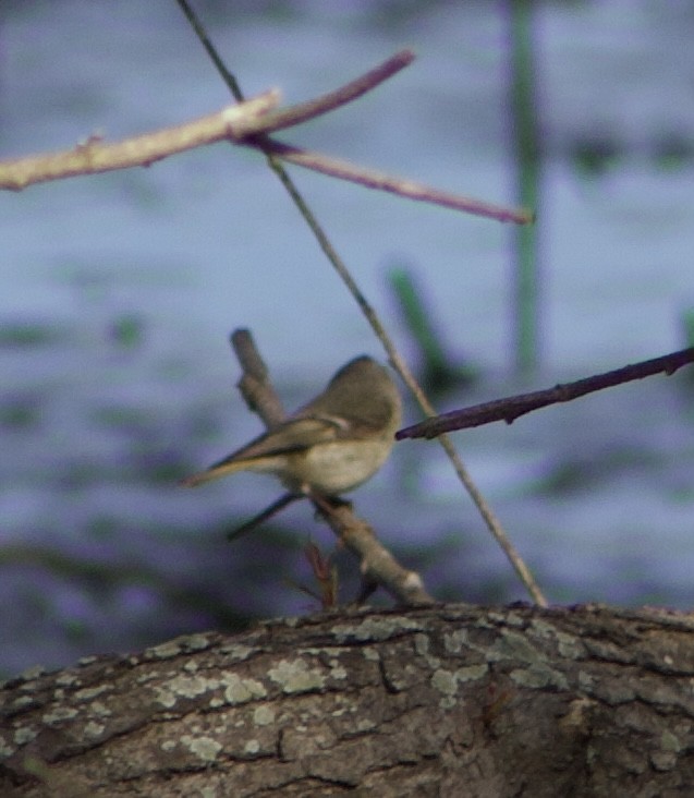 Ruby-crowned Kinglet - ML616170761