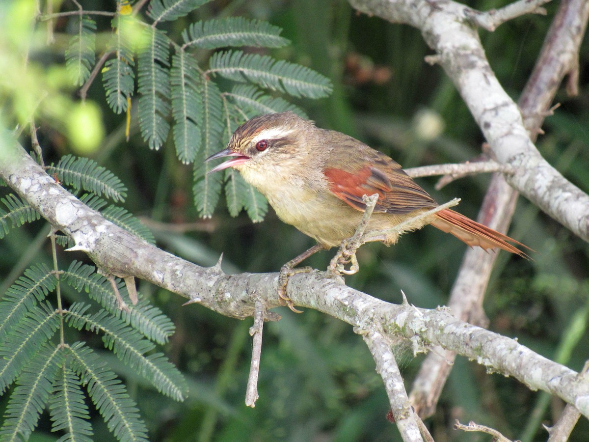 Stripe-crowned Spinetail - ML616170763