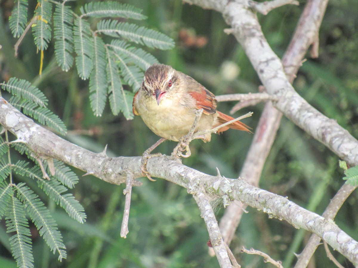 Stripe-crowned Spinetail - ML616170764