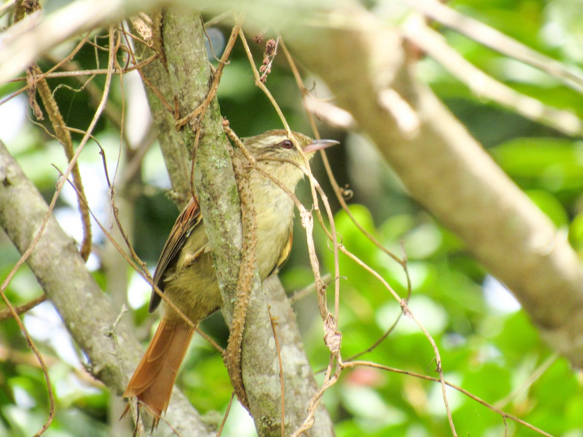 Stripe-crowned Spinetail - ML616170765